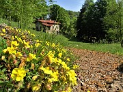 30 Helianthemum  (Eliantemo) con vista sul Rifugio del Monte Zucco